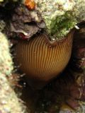 Actinia striata